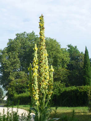 Verbascum thapsus